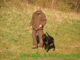 Hundetræning forår 2019